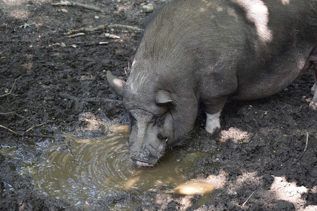 科里纳：既然具备核查条件，为何不能在角球判罚引入VAR？